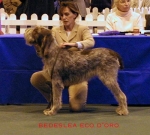 Filename=B EcoDoro.jpg
Filesize=41KiB
Dimensions=500x450
Date added=Sep 13, 2009 B EcoDoro.jpg
