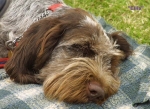 Filename=Ellie.jpg
Filesize=59KiB
Dimensions=600x439
Date added=Sep 13, 2009 Ellie.jpg