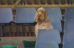 Filename=Spectator Spinone.JPG
Filesize=26KiB
Dimensions=600x394
Date added=Sep 13, 2009 Spectator Spinone.JPG