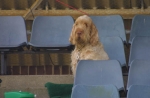 Spectator Spinone.JPG