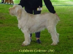 Filename=C Celeste.jpg
Filesize=16KiB
Dimensions=358x265
Date added=Sep 13, 2009 C Celeste.jpg