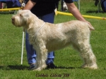 Filename=C Celeste.jpg
Filesize=52KiB
Dimensions=500x378
Date added=Sep 13, 2009 C Celeste.jpg