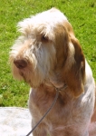 Filename=Puppy.jpg
Filesize=52KiB
Dimensions=400x566
Date added=Sep 13, 2009 Puppy.jpg