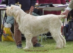 Filename=C Celeste.jpg
Filesize=53KiB
Dimensions=507x375
Date added=Sep 13, 2009 C Celeste.jpg
