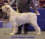 Filename=W XcalaberLKA.jpg
Filesize=53KiB
Dimensions=469x410
Date added=Sep 13, 2009 W XcalaberLKA.jpg