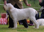 Filename=R-Pedro.jpg
Filesize=48KiB
Dimensions=550x414
Date added=Sep 14, 2009 R-Pedro.jpg