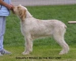 Filename=G-Magic.jpg
Filesize=42KiB
Dimensions=550x445
Date added=Sep 14, 2009 G-Magic.jpg