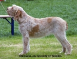 Filename=M-QueenOfSheba.jpg
Filesize=52KiB
Dimensions=550x423
Date added=Sep 14, 2009 M-QueenOfSheba.jpg