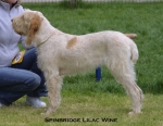 Filename=S-LilacWine.jpg
Filesize=52KiB
Dimensions=550x426
Date added=Sep 14, 2009 S-LilacWine.jpg