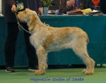 Filename=M QueenOfSheba.jpg
Filesize=58KiB
Dimensions=550x436
Date added=Sep 14, 2009 M QueenOfSheba.jpg