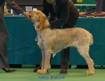Filename=N Brezza.jpg
Filesize=53KiB
Dimensions=550x423
Date added=Sep 14, 2009 N Brezza.jpg
