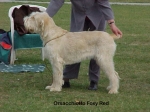 Filename=O-FoxyRed.jpg
Filesize=54KiB
Dimensions=530x398
Date added=Sep 14, 2009 O-FoxyRed.jpg