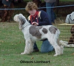 Filename=O-Lionheart-.jpg
Filesize=45KiB
Dimensions=392x350
Date added=Sep 14, 2009 O-Lionheart-.jpg
