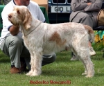 Filename=B-Boscarelli.jpg
Filesize=56KiB
Dimensions=550x455
Date added=Sep 14, 2009 B-Boscarelli.jpg
