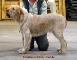 M-DizzyBlonde.jpg