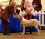 Filename=B-TigerLilly.jpg
Filesize=45KiB
Dimensions=550x474
Date added=Sep 14, 2009 B-TigerLilly.jpg