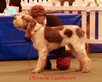 Filename=O-Lionheart.jpg
Filesize=51KiB
Dimensions=550x442
Date added=Sep 14, 2009 O-Lionheart.jpg