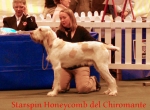 Filename=S-Honeycomb.jpg
Filesize=55KiB
Dimensions=550x404
Date added=Sep 14, 2009 S-Honeycomb.jpg