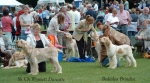 Filename=BOB-challenge.jpg
Filesize=49KiB
Dimensions=550x305
Date added=Sep 14, 2009 BOB-challenge.jpg