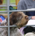 Filename=Rory.jpg
Filesize=46KiB
Dimensions=550x564
Date added=Sep 14, 2009 Rory.jpg