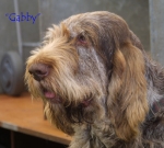 Dateiname=Gabby.jpg
Dateigröße=48KB
Abmessungen: 550x495
hinzugefügt am: 14. September 2009 Gabby.jpg