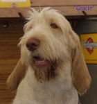 Dateiname=Gracie.jpg
Dateigröße=41KB
Abmessungen: 550x586
hinzugefügt am: 14. September 2009 Gracie.jpg