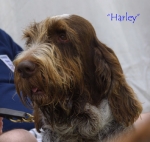 Dateiname=Harley.jpg
Dateigröße=47KB
Abmessungen: 550x524
hinzugefügt am: 14. September 2009 Harley.jpg