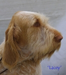 Dateiname=Lacey1.jpg
Dateigröße=46KB
Abmessungen: 484x550
hinzugefügt am: 14. September 2009 Lacey1.jpg
