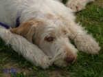 Filename=Lilly.jpg
Filesize=46KiB
Dimensions=550x414
Date added=Sep 14, 2009 Lilly.jpg