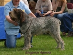 Filename=S Apache.jpg
Filesize=56KiB
Dimensions=500x378
Date added=Sep 14, 2009 S Apache.jpg