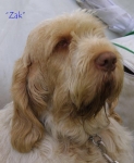 Filename=Zak.jpg
Filesize=44KiB
Dimensions=550x668
Date added=Sep 14, 2009 Zak.jpg
