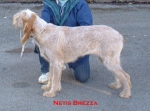 N-Brezza.jpg