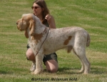 Filename=M MilleniumGold.jpg
Filesize=58KiB
Dimensions=550x424
Date added=Sep 14, 2009 M MilleniumGold.jpg