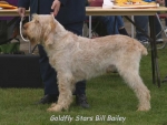 Filename=G StarsBillBailey.jpg
Filesize=50KiB
Dimensions=550x416
Date added=Sep 14, 2009 G StarsBillBailey.jpg