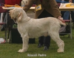Filename=R Pedro.jpg
Filesize=52KiB
Dimensions=550x435
Date added=Sep 14, 2009 R Pedro.jpg