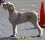 Filename=W-Devine.jpg
Filesize=52KiB
Dimensions=550x489
Date added=Sep 14, 2009 W-Devine.jpg