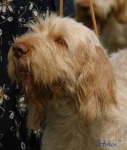 Filename=Amos.jpg
Filesize=42KiB
Dimensions=469x550
Date added=Sep 14, 2009 Amos.jpg
