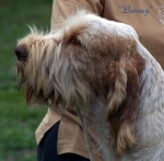 Filename=Barney1.jpg
Filesize=46KiB
Dimensions=559x550
Date added=Sep 14, 2009 Barney1.jpg