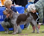 Filename=S-Ash.jpg
Filesize=51KiB
Dimensions=550x450
Date added=Sep 14, 2009 S-Ash.jpg