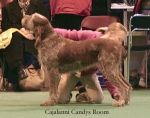 Filename=C-CandysRoom.jpg
Filesize=51KiB
Dimensions=550x433
Date added=Sep 14, 2009 C-CandysRoom.jpg