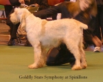 Filename=G-StarsSymphony.jpg
Filesize=43KiB
Dimensions=550x439
Date added=Sep 14, 2009 G-StarsSymphony.jpg