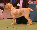 Filename=W-DesignSecret.jpg
Filesize=43KiB
Dimensions=550x445
Date added=Sep 14, 2009 W-DesignSecret.jpg