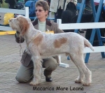 Filename=M MareLeone.jpg
Filesize=70KiB
Dimensions=550x490
Date added=Sep 14, 2009 M MareLeone.jpg