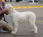 Filename=O Moscata.jpg
Filesize=58KiB
Dimensions=550x473
Date added=Sep 14, 2009 O Moscata.jpg