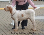 Filename=R CatcherInTheRye.jpg
Filesize=62KiB
Dimensions=550x438
Date added=Sep 14, 2009 R CatcherInTheRye.jpg
