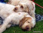 Filename=Snoozing.jpg
Filesize=53KiB
Dimensions=550x428
Date added=Sep 14, 2009 Snoozing.jpg