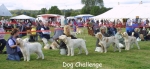 Filename=DogChallenge-2.jpg
Filesize=58KiB
Dimensions=550x254
Date added=Sep 14, 2009 DogChallenge-2.jpg