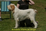 Filename=B-Alfetta.jpg
Filesize=46KiB
Dimensions=550x367
Date added=Sep 14, 2009 B-Alfetta.jpg