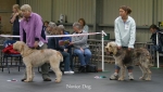 Filename=Novice-Dog.jpg
Filesize=51KiB
Dimensions=700x400
Date added=Sep 14, 2009 Novice-Dog.jpg