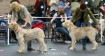 Dateiname=PG-Dog.jpg
Dateigröße=54KB
Abmessungen: 700x374
hinzugefügt am: 14. September 2009 PG-Dog.jpg